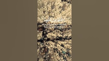 فرحين بما اتاهم الله من فضله. سوره آل عمران #quran #المنشاوي #تلاوات #القرءان_الكريم #قرءان #ريلز