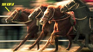 The Fastest Horses In The World. The Insane Speed of Horses.