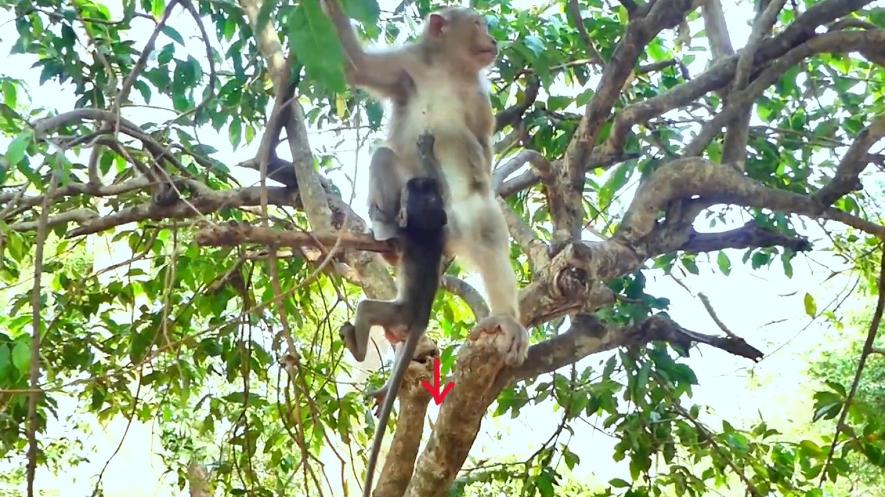 Copy of LIVE: Gentle Guidance — Mama SUSAN Protects Her Tiny Baby 💛🐒