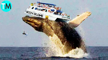 ¿Qué ballena es la más grande?