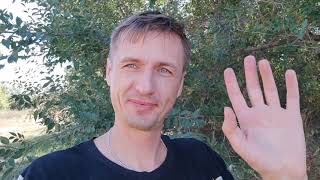 СОСЕДСКИЕ ПЧЁЛЫ АТАКОВАЛИ УЧАСТОК В ДЕРЕВНЕ
