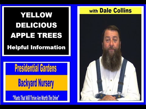 Vídeo: O que são Golden Delicious Apples: Informações sobre Golden Delicious Apple Trees