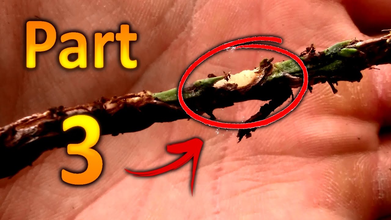 Hardwood Propagation of Thuja Green Giant Arborvitae (Part 3) Moisture ...