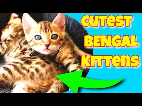 Video: Bengal Cat: Description Of The Breed, Character And Habits, Photos, How To Choose A Kitten, Reviews Of The Owners Of A Home Bengal