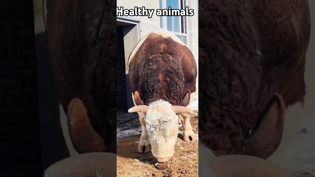Meet Bessie: A Portrait of a Powerful Red and White healthy Cow