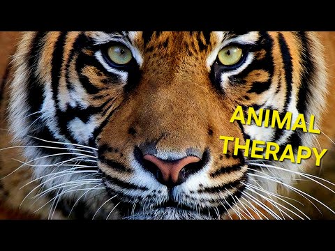 ПАНТЕРЫ И ТИГРЫ ПРОСТО ОГОНЬ #nature #animals #cat #movie #природа #животные #фильм #top #топ #кот