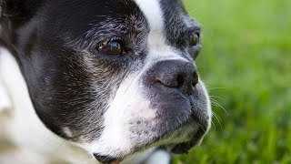 Boston Terrier breed intelligence ranking