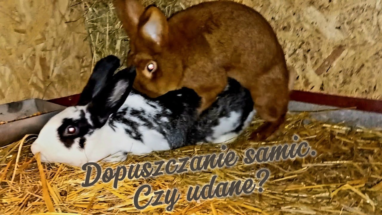 Dopuszczanie samic|Ostatnie zakoty w 2023|Wstępne sprawdzanie płci u młodzieży|Karmienie królików