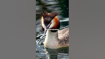Grebe Fact 🦆 #facts #animals #science #shorts