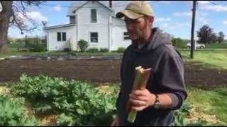 Farmer Kurt cuts rhubarb petioles/stalks