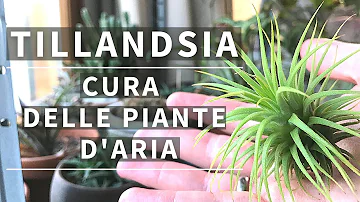 Come coltivare le piante dell'aria?