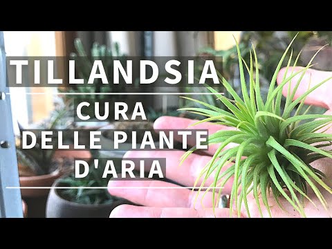 TILLANDSIA - CURA DELLE PIANTE D&rsquo;ARIA | QUALI SCEGLIERE per il tuo ambiente