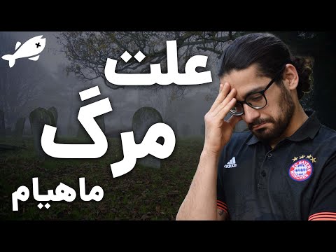 تصویری: نحوه تمیز کردن آکواریوم ماهی Betta: 11 مرحله (همراه با تصاویر)