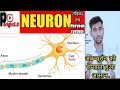 Neuron Function And their Speciality! How they Work ? #pharmacy