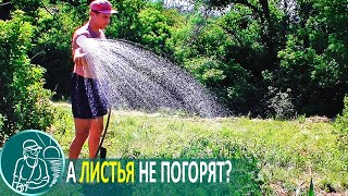 Полив В Жару Холодной Водой 💧 Польза Или Вред Для Растений 🌿 Эксперимент Гордеевых