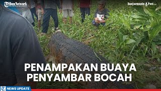 Proses Penangkapan Buaya Penyambar Bocah di Kalteng, Disetrum hingga Muncul ke Permukaan