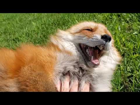 Dixie sings a song to her fans