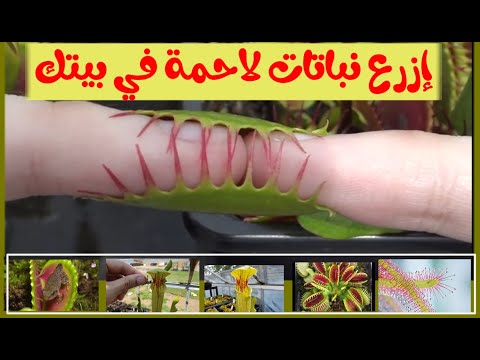 فيديو: صائدة فينوس (47 صورة): رعاية منزلية. كيف تنمو زهرة مفترسة لديونيا؟ كيفية العناية وكيفية إطعام فينوس صائدة الذباب؟
