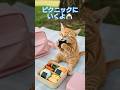 ピクニックに行ったらうさちゃんとともだちになったよ🐇🍙#猫#茶トラ猫#ai猫#料理#cat#catshorts #catvideos #catlovers #aicat