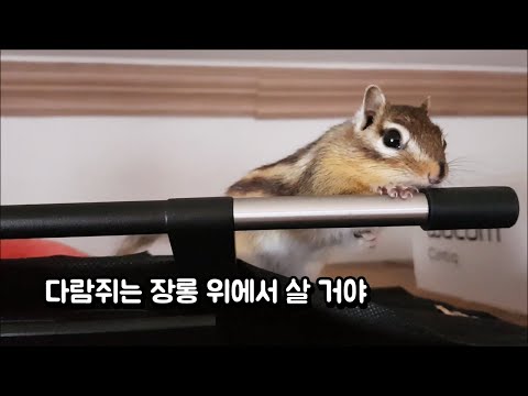 다람쥐는 <strong>장롱</strong> 위에서 살 거야