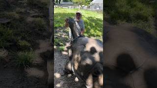 Adolf Is A 106 Year Old Giant Galapagos Tortoise🤩🤯