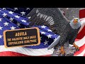 Aquila The Majestic American Bald Eagle