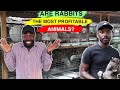 How to Make MILLIONS in AFRICA with Rabbit Farming: 40 RABBITS From Just ONE FEMALE?!