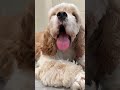 💓💓💓 #DogCareTips#DogLovers#shorts#short#goviral