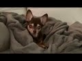 The Last Video Of Dashie S Dog BB