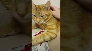 Воскресенье 💥 радуемся! #cute #cats #funnyvideo #crazycat