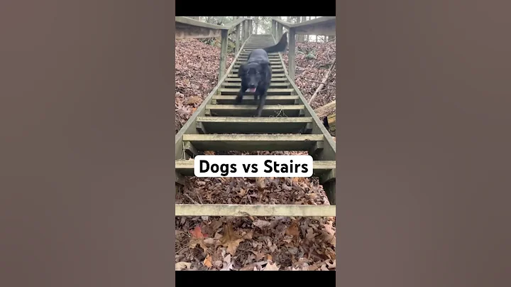 Dogs vs Stairs 🐶 @TheJessiiShow #TheManniiShow.com/series
