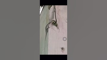 cận cảnh tắc kè cắn rắn cứu đồng loại  | #short #trend #tiktok #ytb