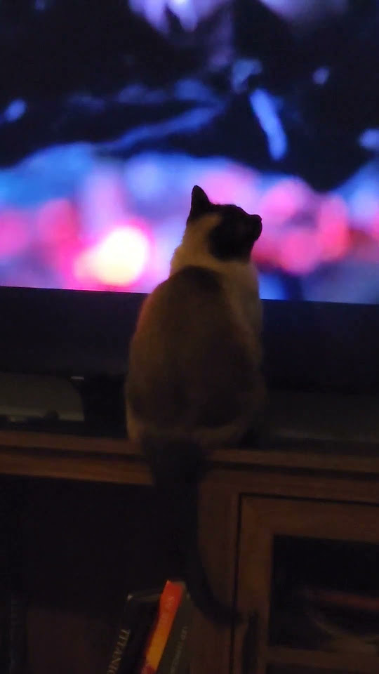 watching movie Alpha - смотрим фильм Альфа. #кот #cat #Alpha #dc - YouTube