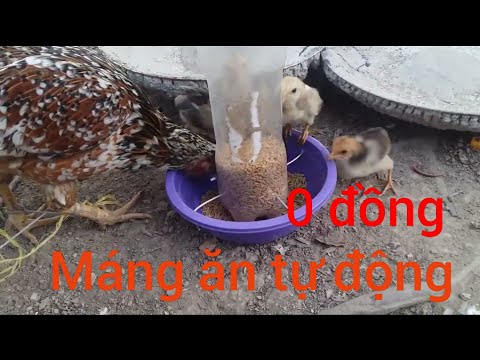 Cách Làm Máng Ăn Tự Động Cho Gà Vịt Từ Chai Nước Bỏ Đi | Foci