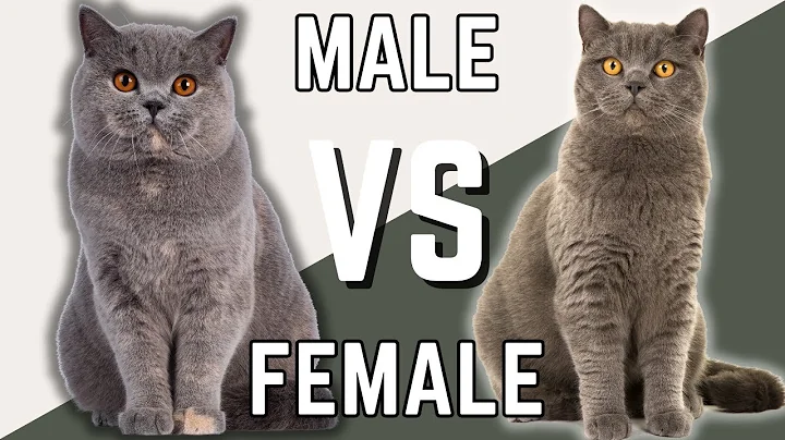 Male British Shorthair VS Female British Shorthair Cat