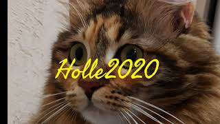 Прямая трансляция пользователя Holle2020