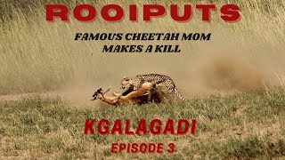 Kgalagadi Transfrontier Park I Rooiputs I Cheetah makes a kill