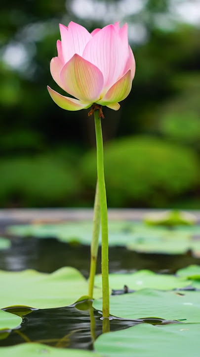 Bunga Teratai Ini Mekar dalam Slow Motion... Indah Banget 😭 #fyp #nature #flowers #aiart #beautiful