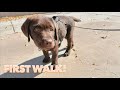 Puppys first walk