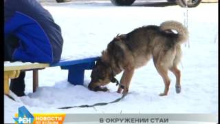 На 14-летнего подростка в Ангарске напала стая бездомных собак. Ребёнок госпитализирован На 14-летнего подростка в Ангарске напала стая бездомных собак. Ребёнок госпитализирован