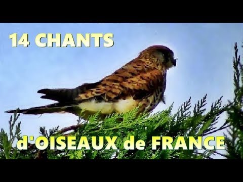 14 CHANTS d'OISEAUX de FRANCE
