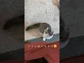 ミニもすけ　まんまるお目めでママと遊ぶ　〜昔作って未公開だったショート動画集