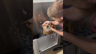 Kezzy the rescue pup ❤ #dogbath #basenji #tutorial #rescuedog #rescuedogs