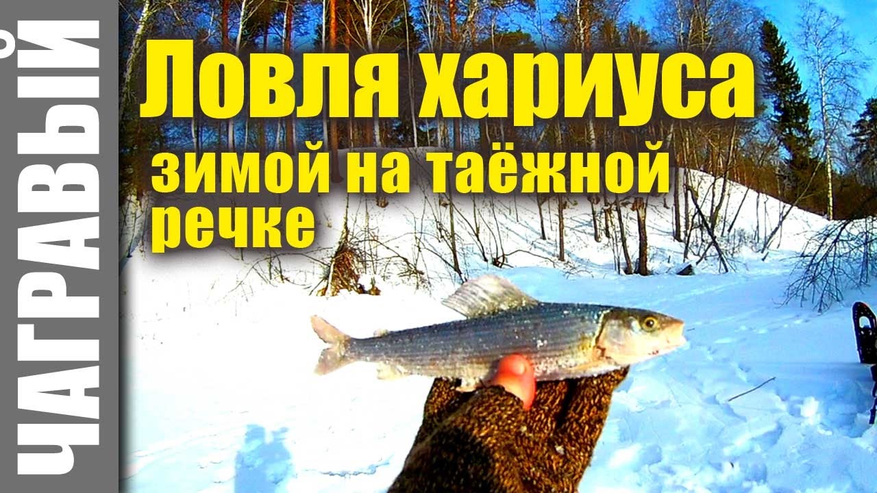 Хариус зимой на малых реках Хариус зимой на малых реках