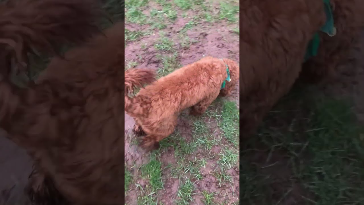 Boo, Buddy & Sonny Pom, Lab & Cockapoo.@DogtrainersUK