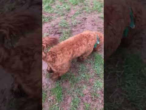 Boo, Buddy & Sonny Pom, Lab & Cockapoo.@DogtrainersUK