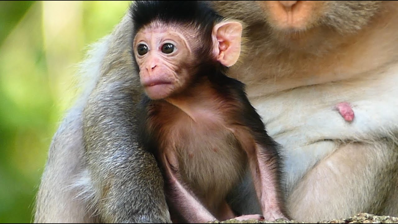 Real Compassion! Love Newborn Monkey Venus, Your Real Smile and Cute ...