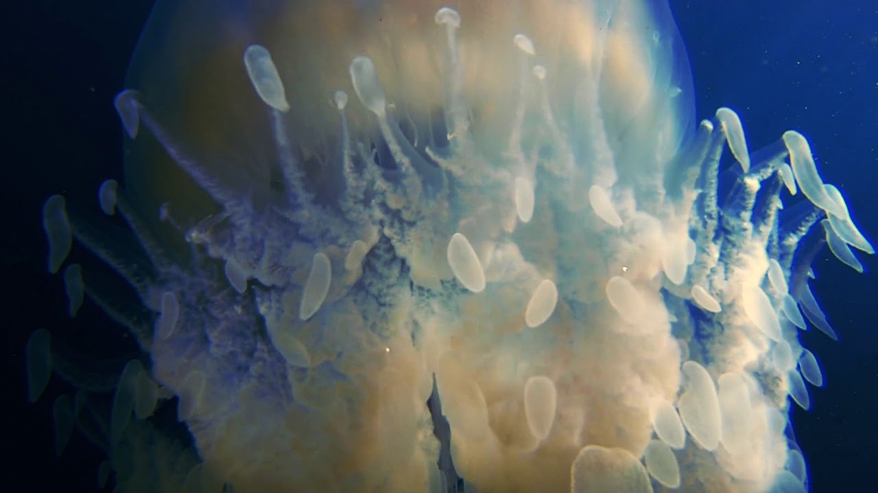 HERO6 - Giant Jelly Fish
