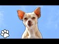 100 Sassy Chihuahuas | Funny Dog Compilation