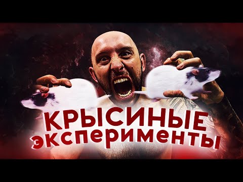 КРЫСЫ ЭПИЛЕПТИКИ И ДИАБЕТИКИ. Опыты на животных и этика